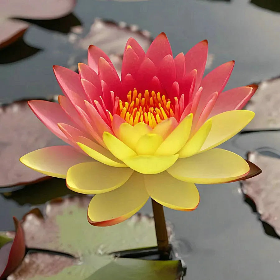 A Sagrada Flor de Lótus 💐+ [BRINDE ESPECIAL]