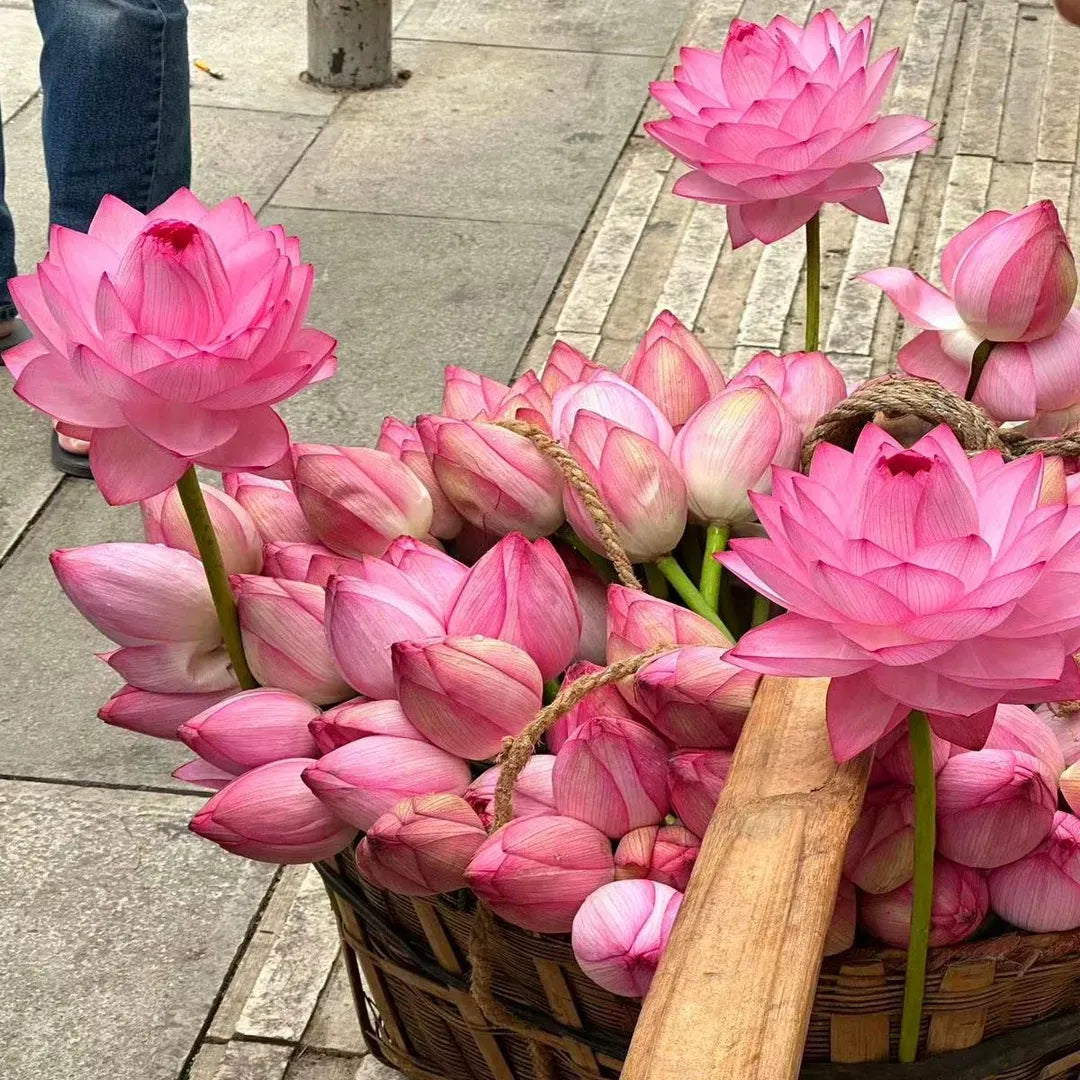A Sagrada Flor de Lótus 💐+ [BRINDE ESPECIAL]