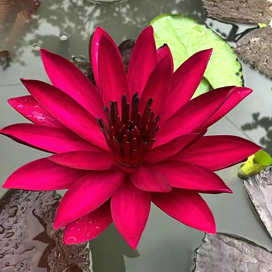 A Sagrada Flor de Lótus 💐+ [BRINDE ESPECIAL]