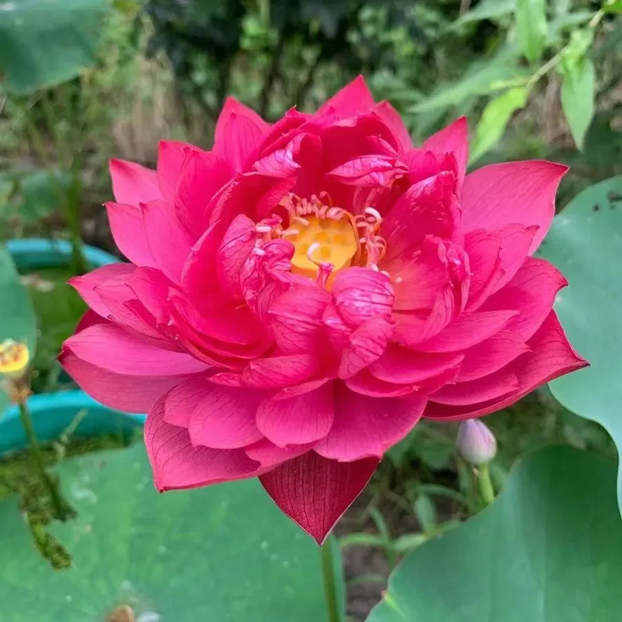 A Sagrada Flor de Lótus 💐+ [BRINDE ESPECIAL]
