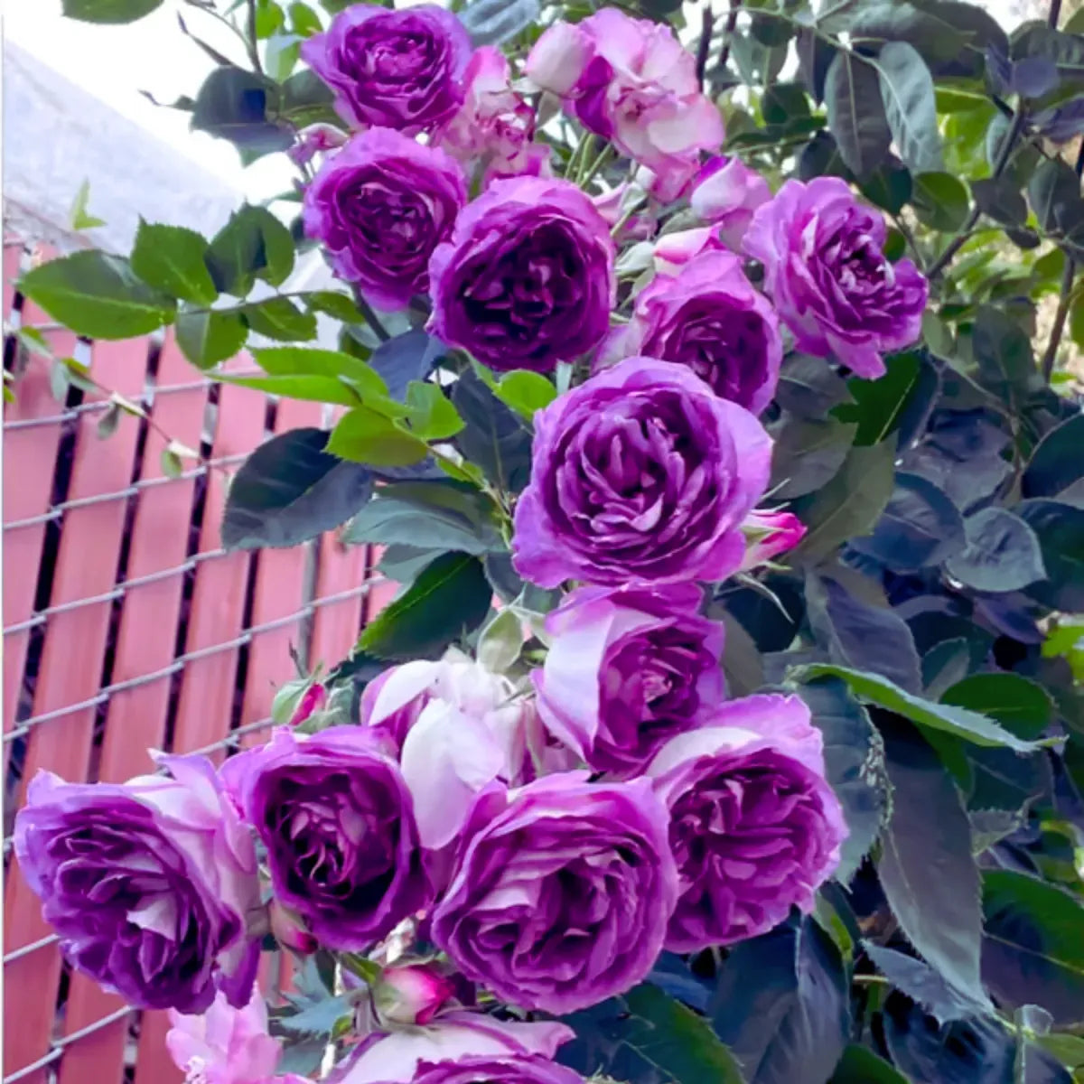 Sementes De Rosas Trepadeiras Com Cores Variadas 300 unidades