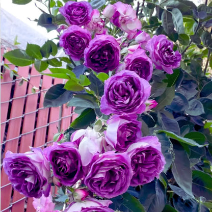 Flores de rosas em diferentes cores e variedades