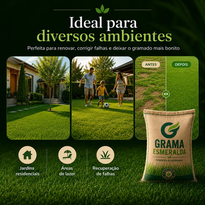 Sementes de Grama Esmeralda Premium – Gramado Denso e Macio
