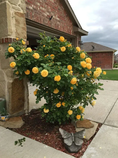 300 Sementes Selecionadas De Rosas Trepadeiras Com Cores Variadas + BRINDE Curso de Jardinagem
