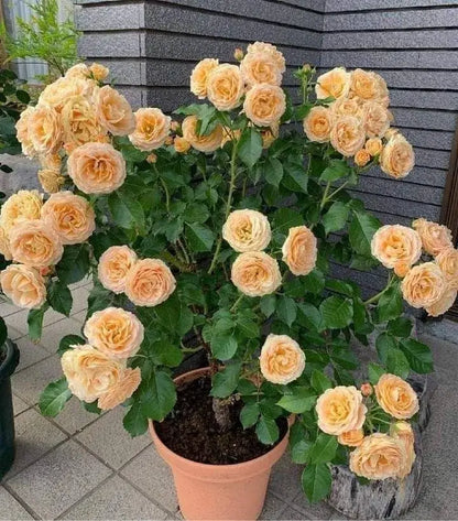 300 Sementes Selecionadas De Rosas Trepadeiras Com Cores Variadas + BRINDE Curso de Jardinagem