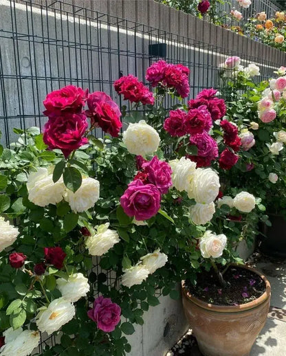 300 Sementes Selecionadas De Rosas Trepadeiras Com Cores Variadas + BRINDE Curso de Jardinagem