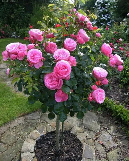 300 Sementes Selecionadas De Rosas Trepadeiras Com Cores Variadas + BRINDE Curso de Jardinagem