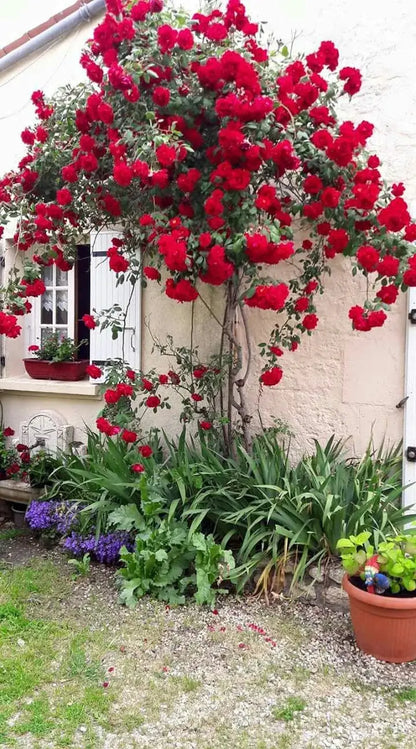 300 Sementes Selecionadas De Rosas Trepadeiras Com Cores Variadas + BRINDE Curso de Jardinagem