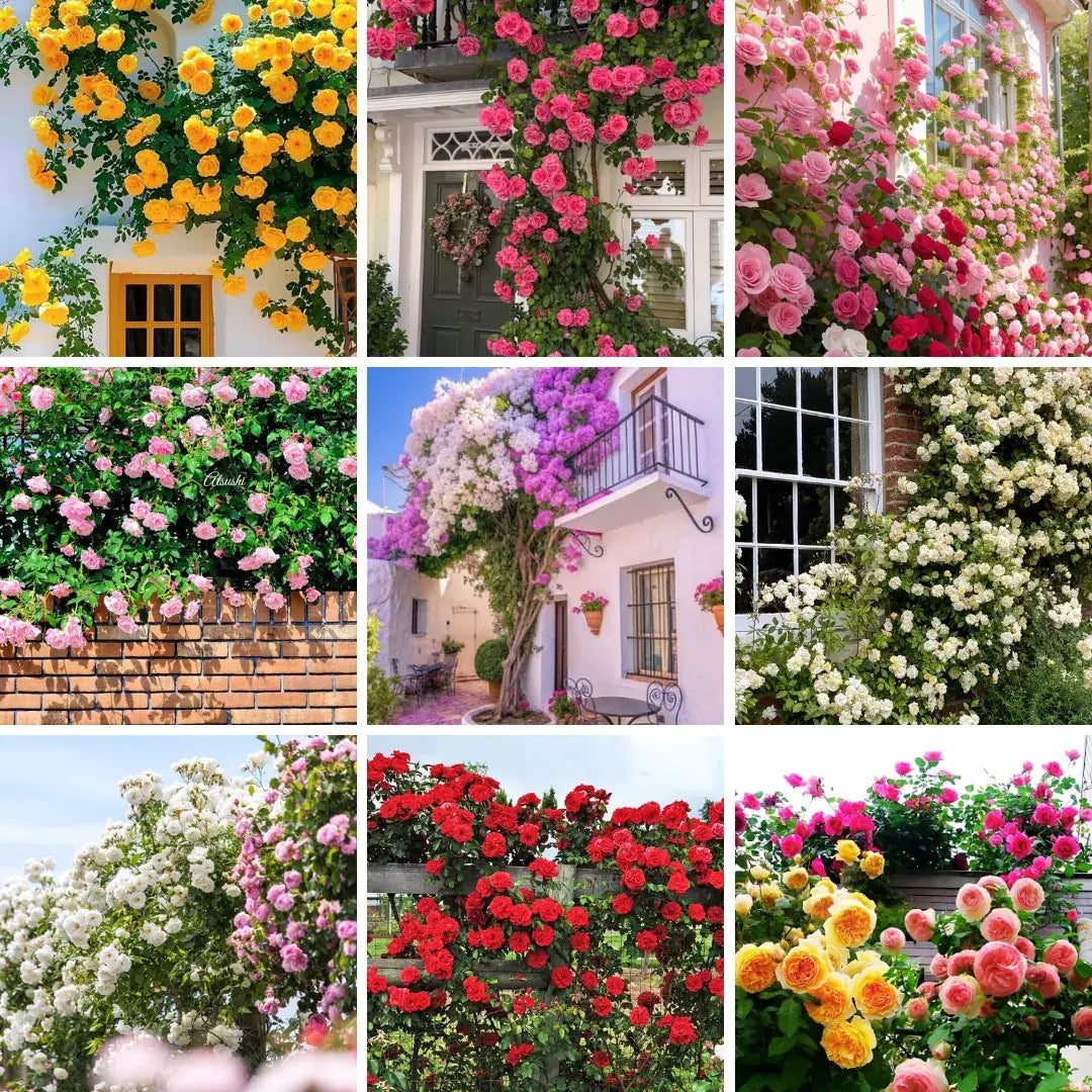 300 Sementes Selecionadas De Rosas Trepadeiras Com Cores Variadas + BRINDE Curso de Jardinagem