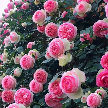 Flores de roseira trepadeira atraindo borboletas e abelhas