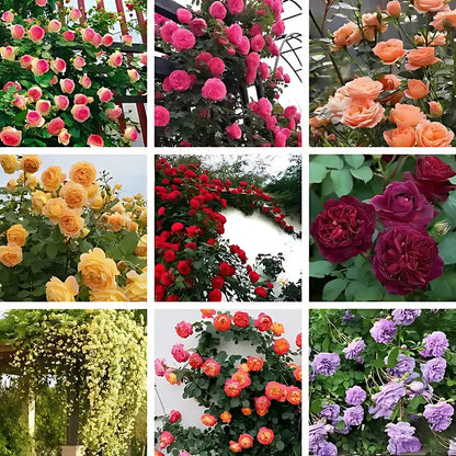 Roseira trepadeira florida cobrindo uma estrutura vertical no jardim