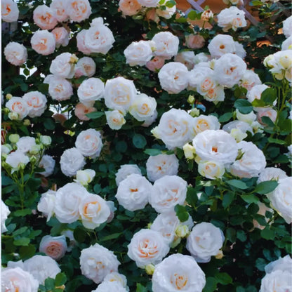 Roseira trepadeira compondo a decoração de um jardim