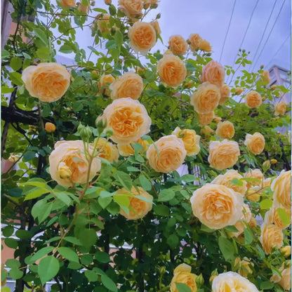 Cuidados de poda em ramos de roseira trepadeira