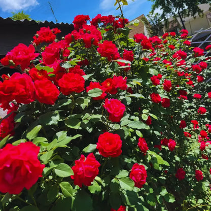Etapas de propagação e cultivo de rosa trepadeira