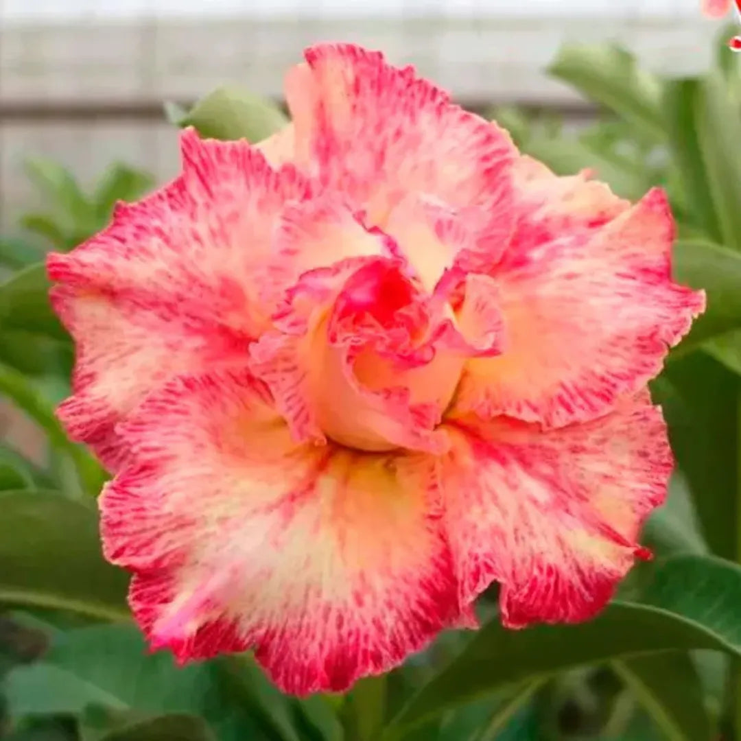 Sementes de Rosa do Deserto Raras - Cores Variadas - Floração Prolongada