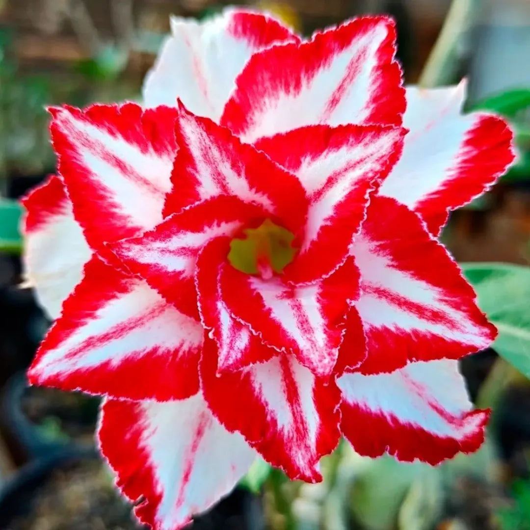 Sementes de Rosa do Deserto Raras - Cores Variadas - Floração Prolongada