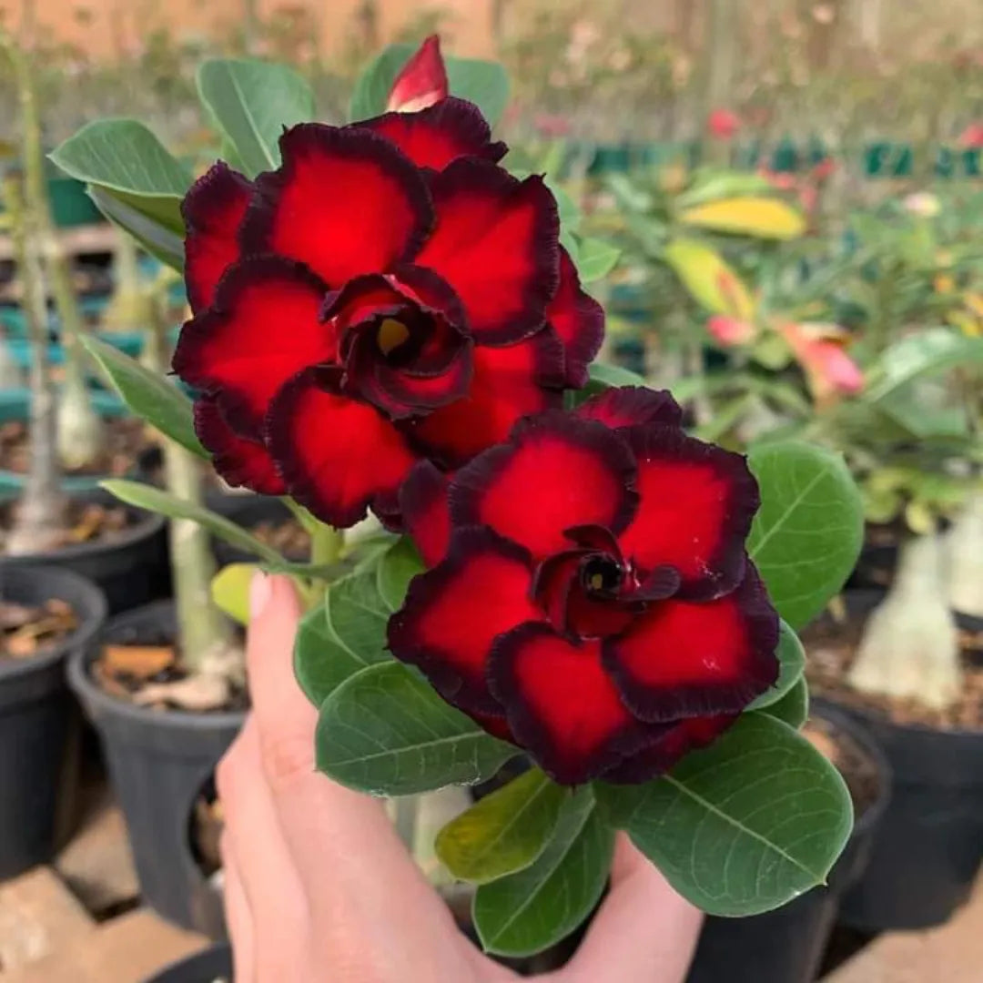 Sementes de Rosa do Deserto Raras - Cores Variadas - Floração Prolongada