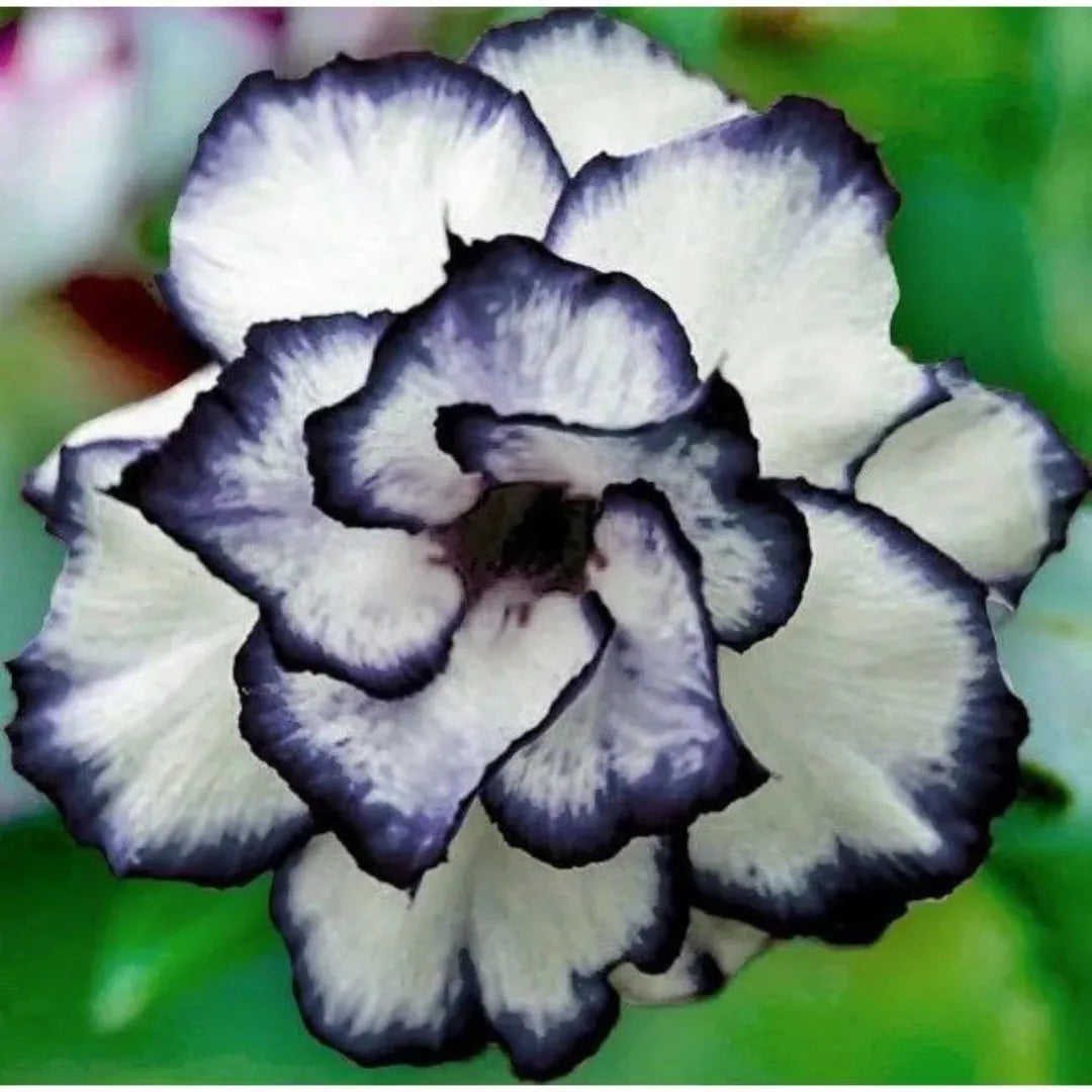 Sementes de Rosa do Deserto Raras - Cores Variadas - Floração Prolongada