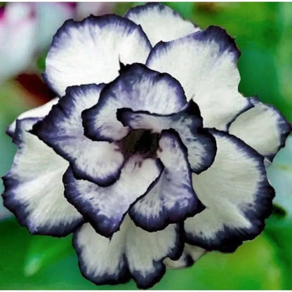 Sementes de Rosa do Deserto Raras - Cores Variadas - Floração Prolongada