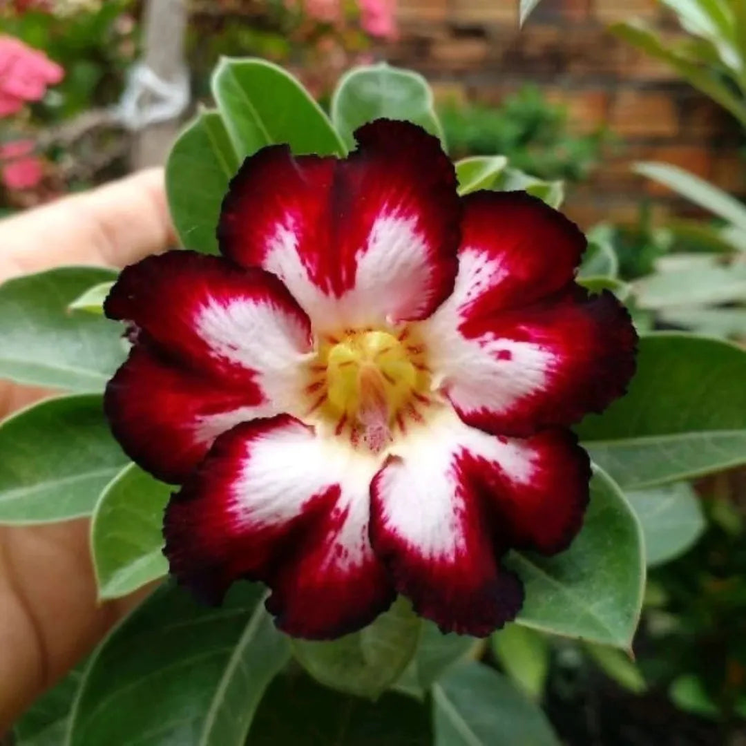 Sementes de Rosa do Deserto Raras - Cores Variadas - Floração Prolongada