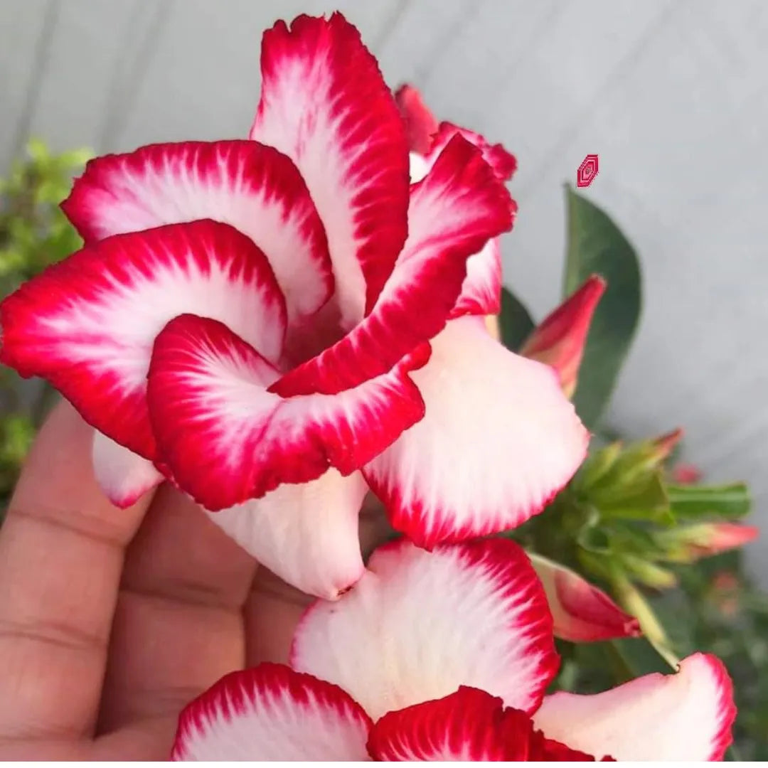 Sementes de Rosa do Deserto Raras - Cores Variadas - Floração Prolongada