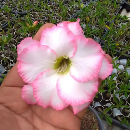 Sementes de Rosa do Deserto Raras - Cores Variadas - Floração Prolongada