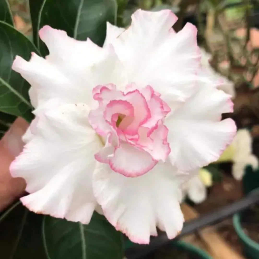 Sementes de Rosa do Deserto Raras - Cores Variadas - Floração Prolongada