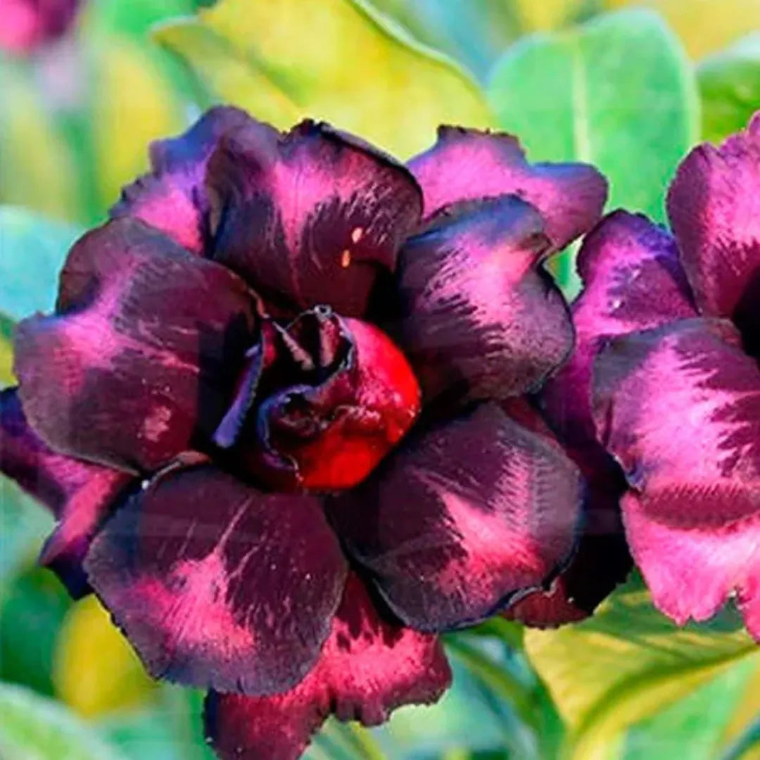 Sementes de Rosa do Deserto Raras - Cores Variadas - Floração Prolongada