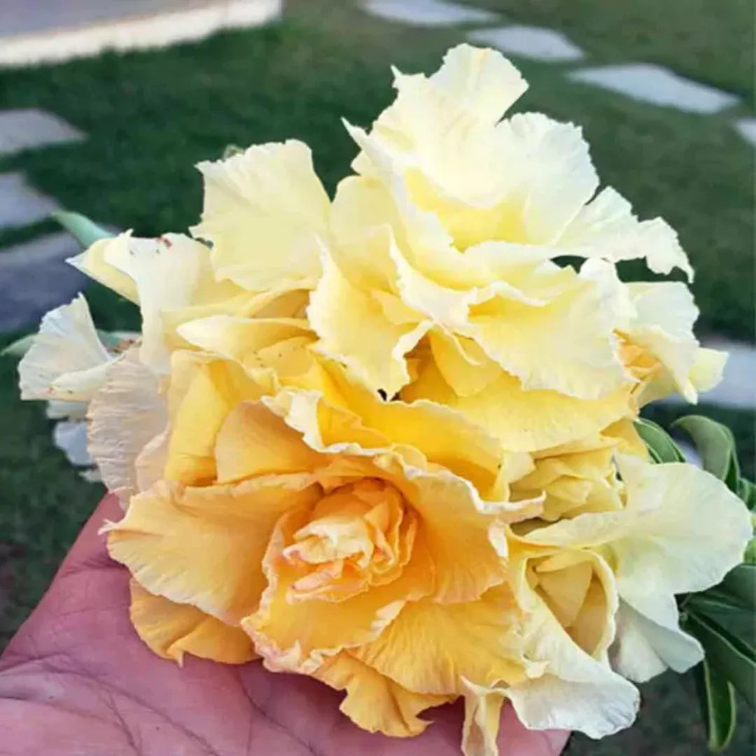 Sementes de Rosa do Deserto Raras - Cores Variadas - Floração Prolongada