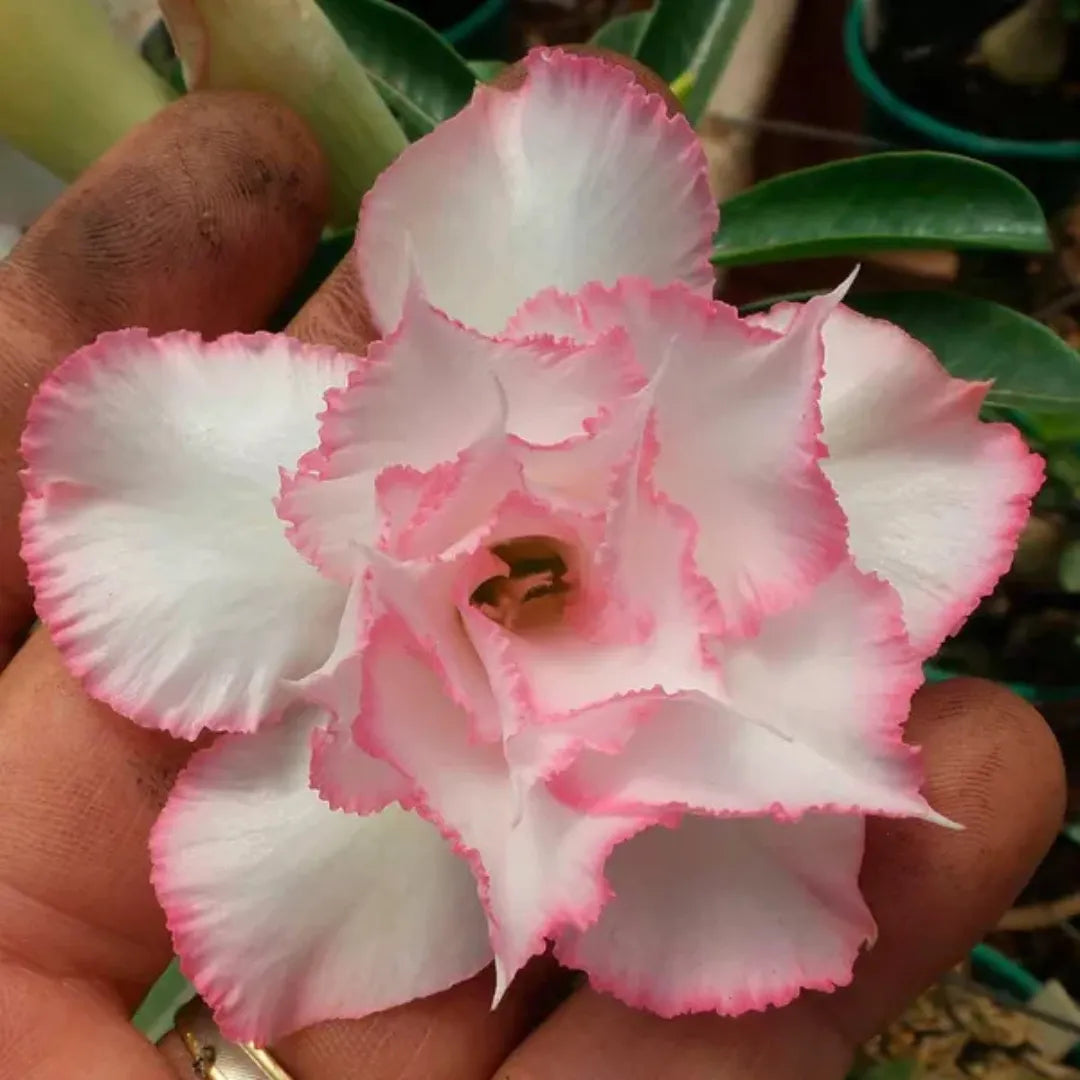 Sementes de Rosa do Deserto Raras - Cores Variadas - Floração Prolongada