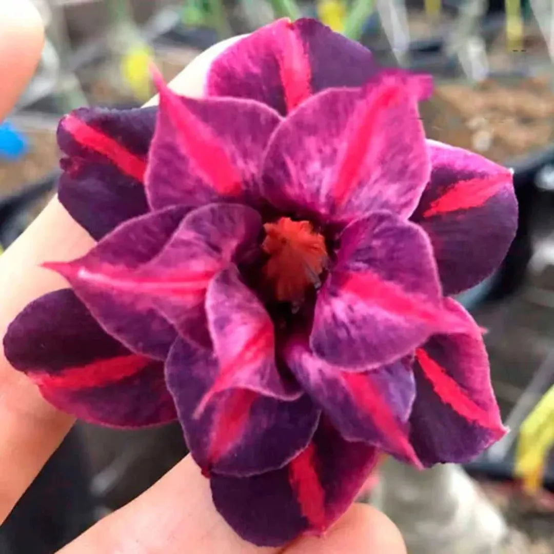 Sementes de Rosa do Deserto Raras - Cores Variadas - Floração Prolongada