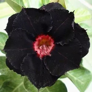 Sementes de Rosa do Deserto Raras - Cores Variadas - Floração Prolongada