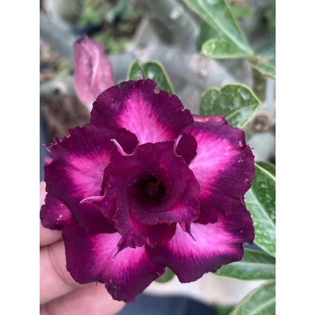 Sementes de Rosa do Deserto Raras - Cores Variadas - Floração Prolongada