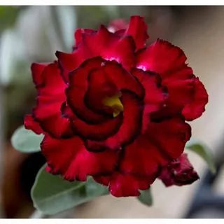 Sementes de Rosa do Deserto Raras - Cores Variadas - Floração Prolongada