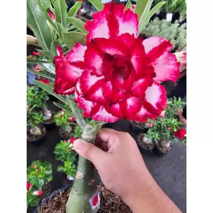 Sementes de Rosa do Deserto Raras - Cores Variadas - Floração Prolongada