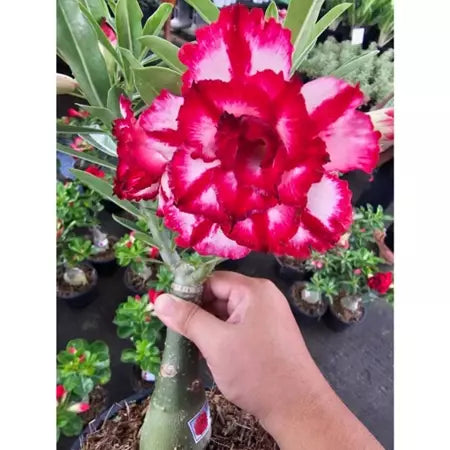 Sementes de Rosa do Deserto Raras - Cores Variadas - Floração Prolongada