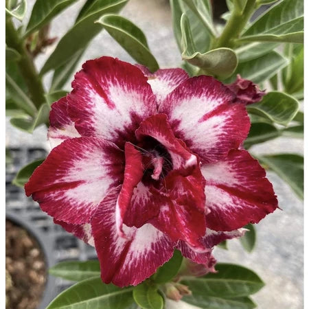 Sementes de Rosa do Deserto Raras - Cores Variadas - Floração Prolongada