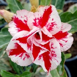 Sementes de Rosa do Deserto Raras - Cores Variadas - Floração Prolongada