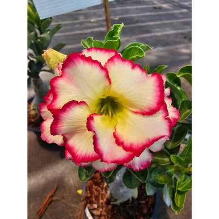 Sementes de Rosa do Deserto Raras - Cores Variadas - Floração Prolongada