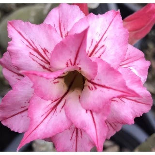 Sementes de Rosa do Deserto Raras - Cores Variadas - Floração Prolongada