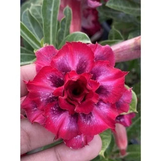 Sementes de Rosa do Deserto Raras - Cores Variadas - Floração Prolongada