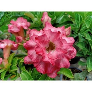 Sementes de Rosa do Deserto Raras - Cores Variadas - Floração Prolongada