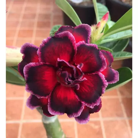 Sementes de Rosa do Deserto Raras - Cores Variadas - Floração Prolongada