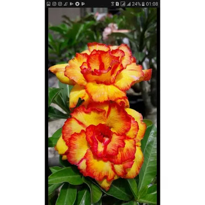 Sementes de Rosa do Deserto Raras - Cores Variadas - Floração Prolongada