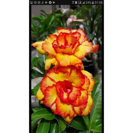 Sementes de Rosa do Deserto Raras - Cores Variadas - Floração Prolongada