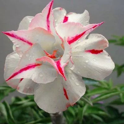 Sementes de Rosa do Deserto Raras - Cores Variadas - Floração Prolongada