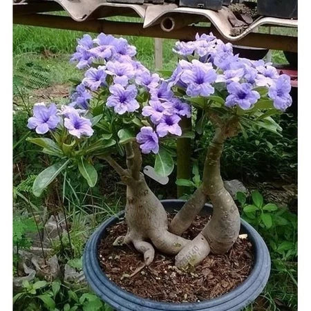 Sementes de Rosa do Deserto Raras - Cores Variadas - Floração Prolongada