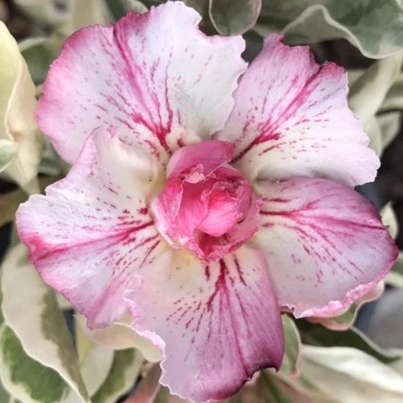 Sementes de Rosa do Deserto Raras - Cores Variadas - Floração Prolongada