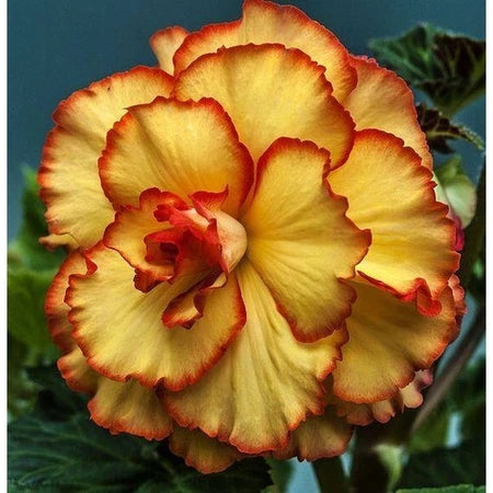 Sementes de Rosa do Deserto Raras - Cores Variadas - Floração Prolongada