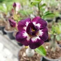 Sementes de Rosa do Deserto Raras - Cores Variadas - Floração Prolongada
